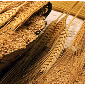 Indian Feed Wheat